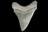 Sharp, Chubutensis Shark Tooth - Megalodon Ancestor #125583-1